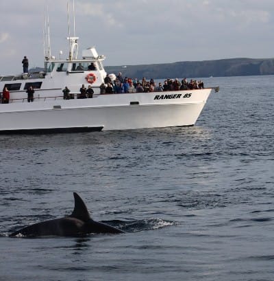 Channel Islands Whale Watching