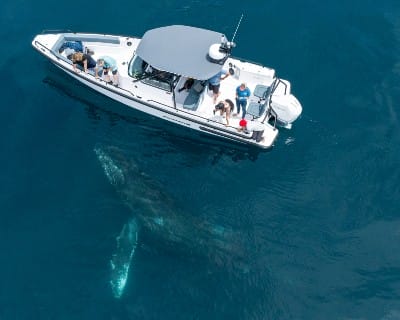 Santa Barbara Whale Watch