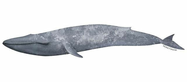 blue-whale-illustration