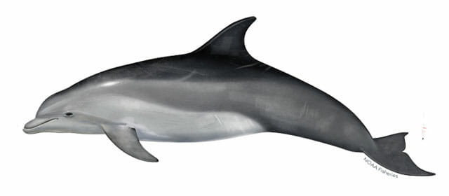 bottlenose-dolphin-illustration