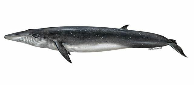 brydes-whale-illustration