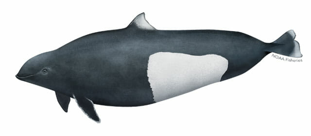 dalls-porpoise-illustration