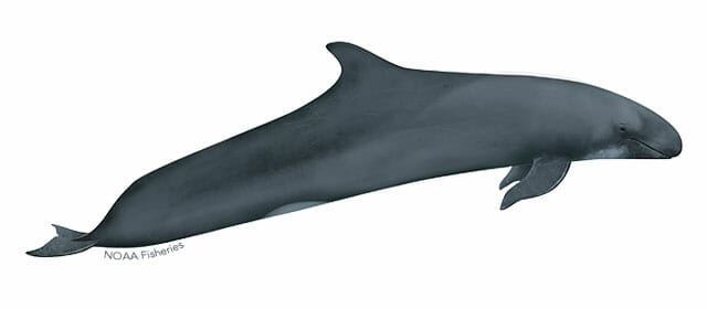 false-killer-whale-illustration