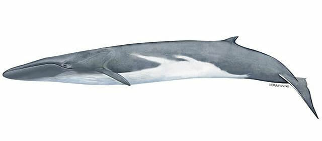 fin-whale-illustration