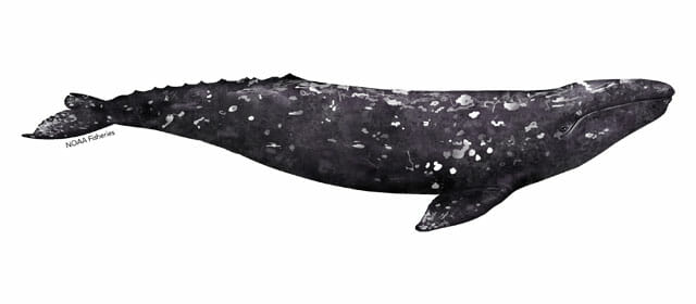 gray-whale-illustration