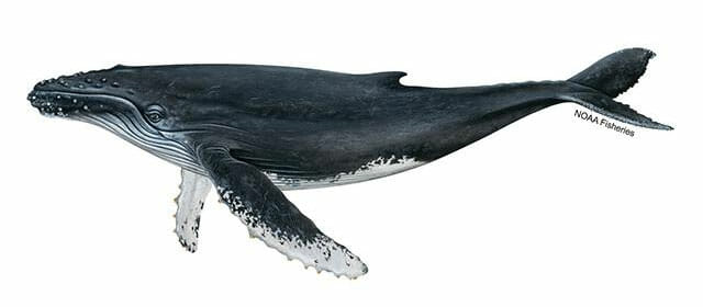 Illustration of a humpback whale