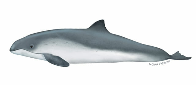 harbor-porpoise-illustration