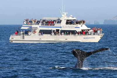 island-packers-400x266 island-packers-400x266