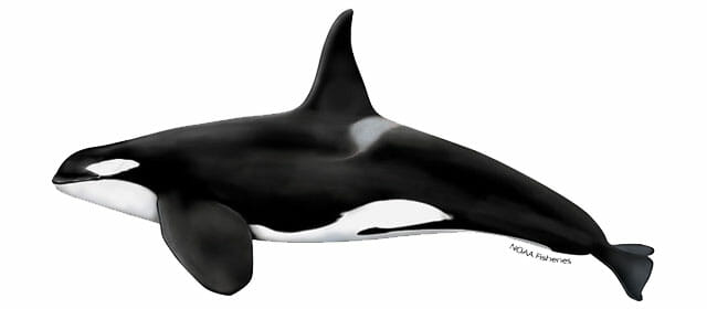killer-whale-illustration