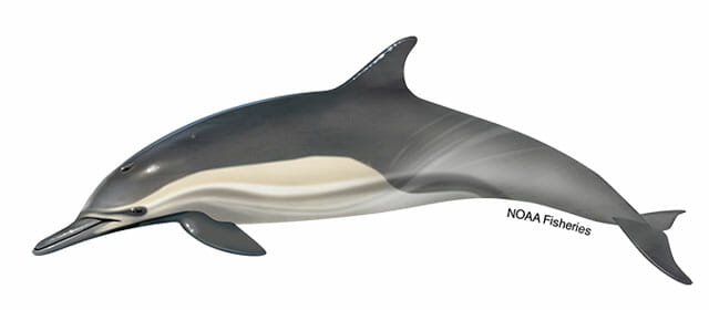 long-beaked-common-dolphin-illustration