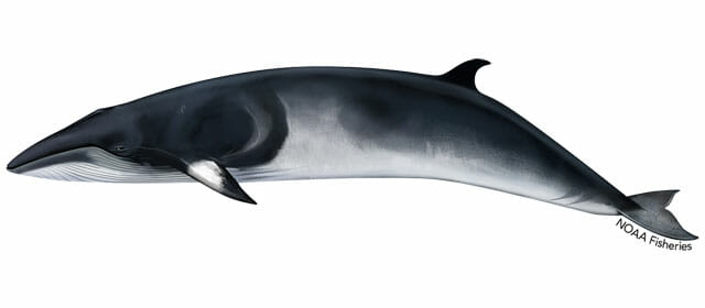 minke-whale-illustration