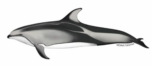 pacific-white-sided-dolphin-illustration