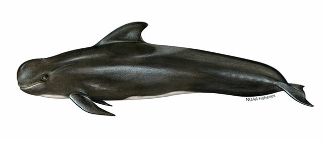 pilot-whale-illustration