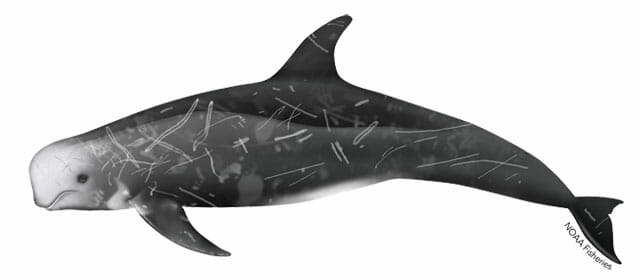 rissos-dolphin-illustration