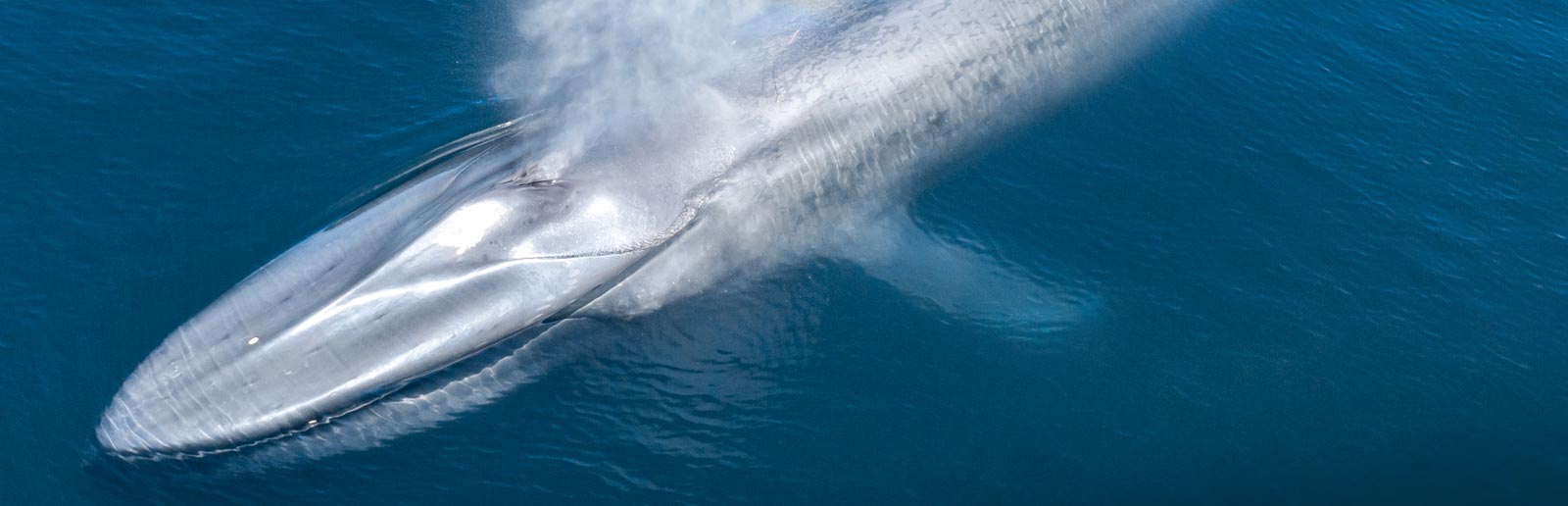 Santa Cruz Island - Spouting Blue Whale Looking Silver in the Sun