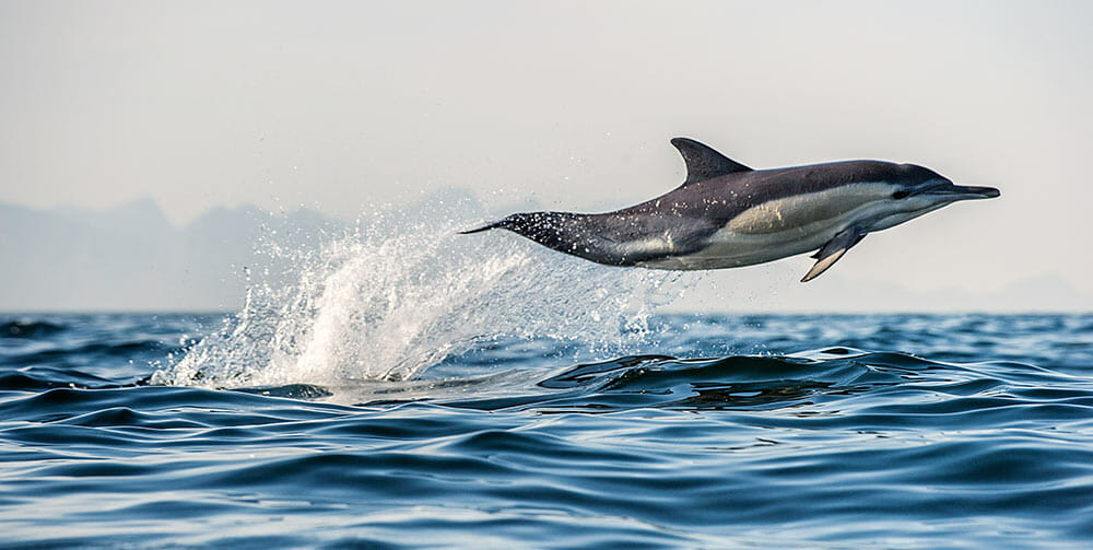 Dolphin jumping for joy near Santa Barbara