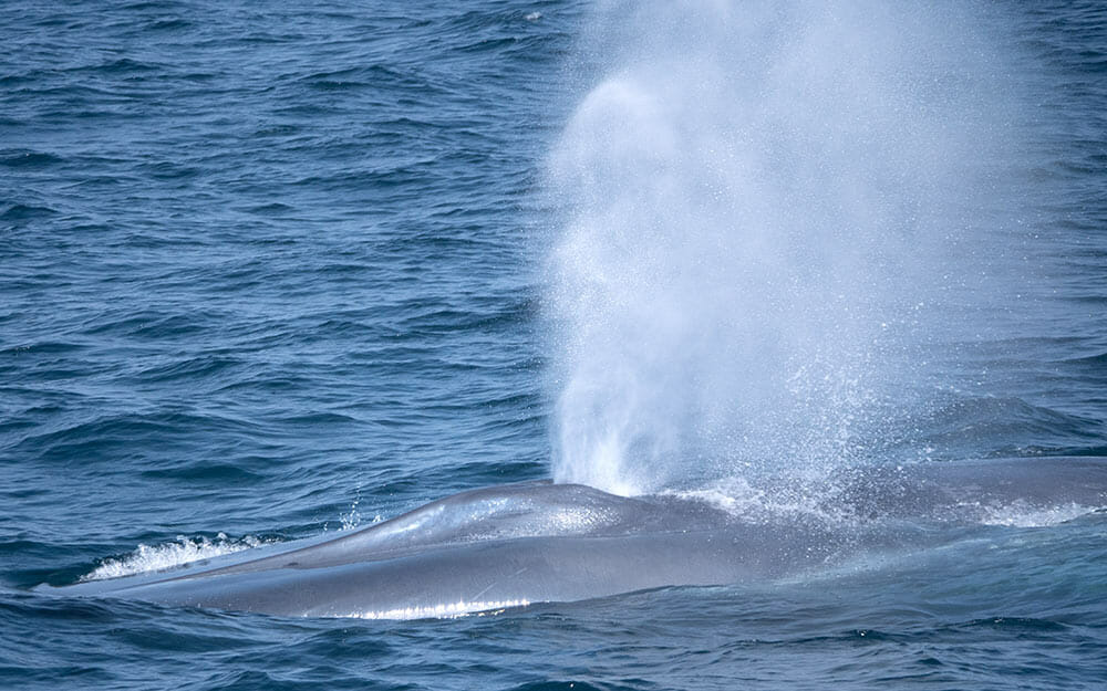 Blue whale spouting near Santa Cruz Island