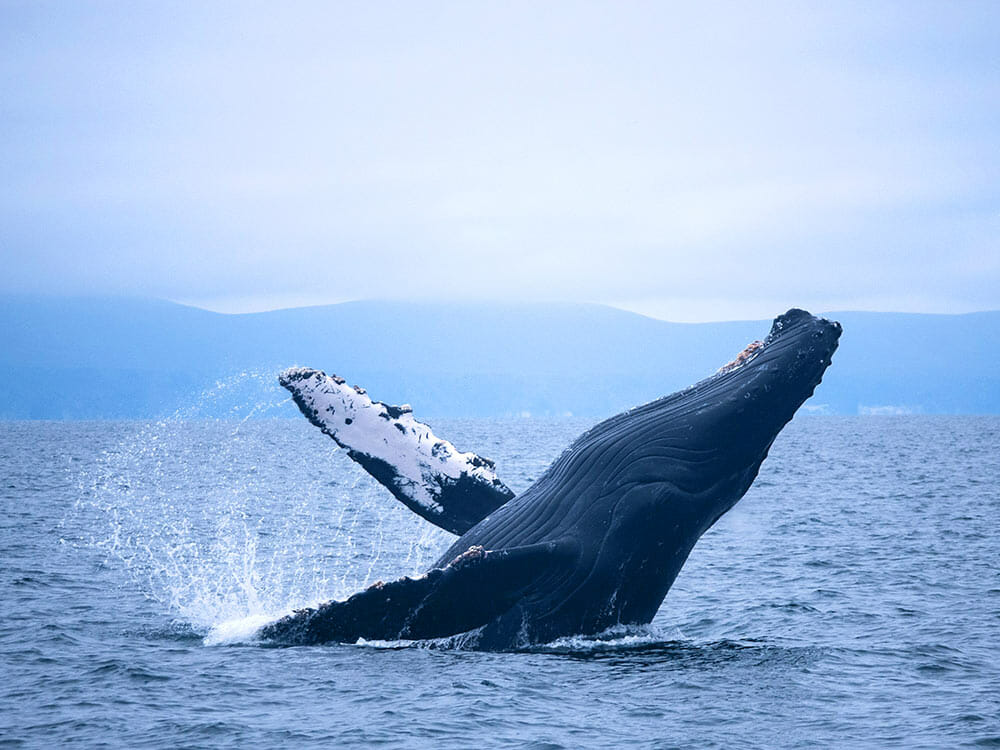 Humpback whale breaching near Santa Cruz Island