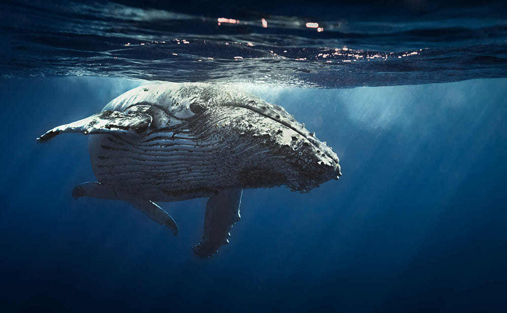 Closeup view of a humpback whale near Santa Barbara, CA