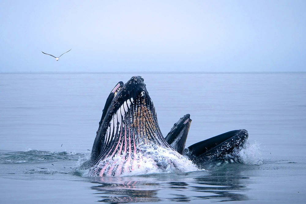 Humpback whale feeding in the Santa Barbara Channel