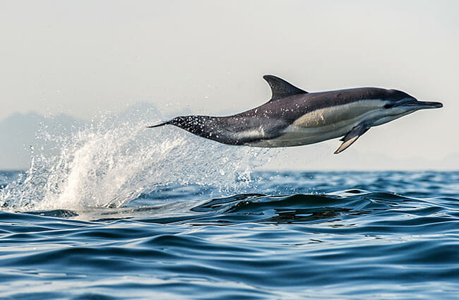 santa-barbara-channel-leaping-dolphin santa-barbara-channel-leaping-dolphin