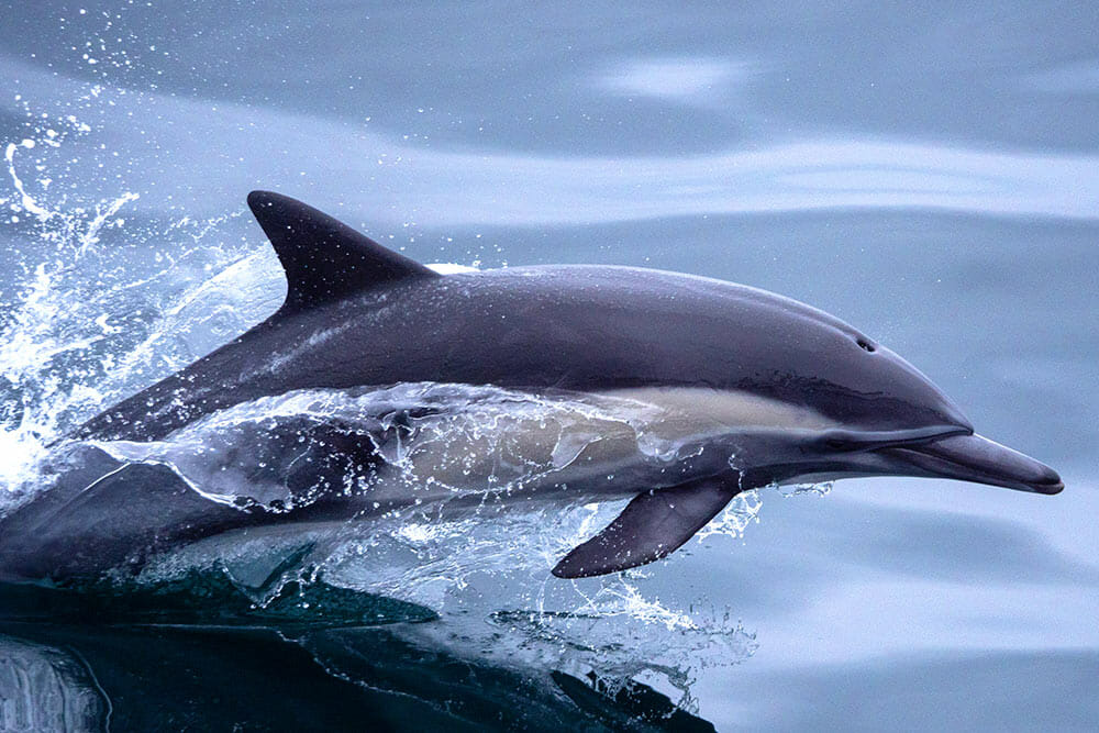 Super closeup of a leaping dolphin