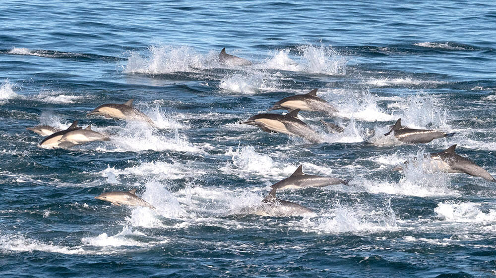 Mega pod of dolphins near Santa Barbara