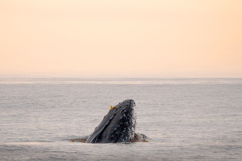 Humpback whale spyhopping near Santa Barbara