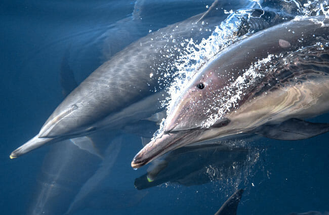 santa-barbara-channel-two-dolphins-closeup santa-barbara-channel-two-dolphins-closeup