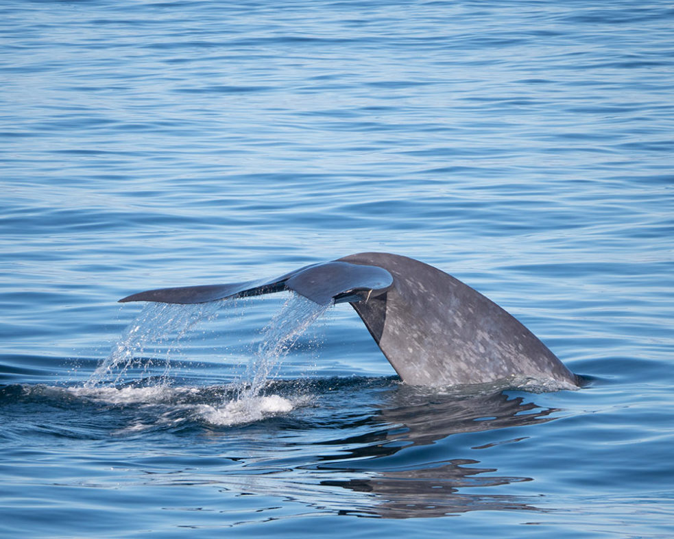 Photo of a gorgeous whale tail in the Santa Barbara Channel