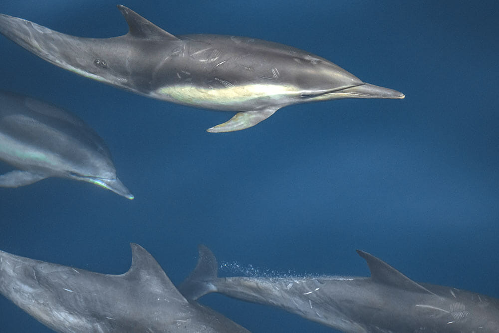 Super closeup of dolphins underwater near Santa Barbara