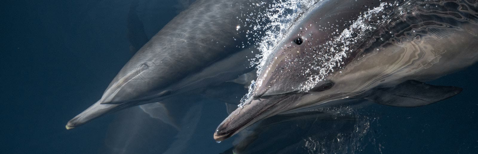 santa-barbara-dual-dolphins-header Santa Barbara Channel - Closeup of Two Dolphins