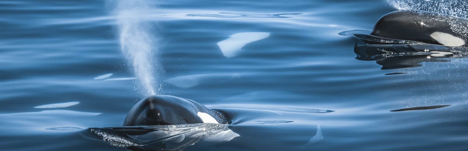 santa-barbara-dual-orcas-header Santa Barbara Channel Orca Whales