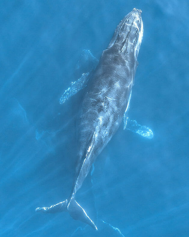 Aerial view of two whales near Santa Barbara