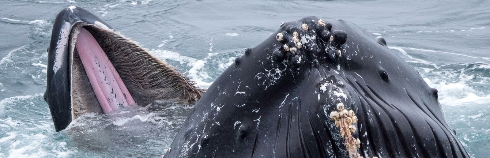 Huge Gaping Maw and Tongue of Gray Whale With Barnacles