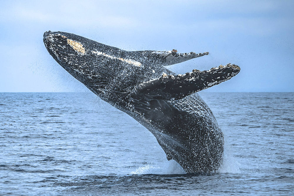 Massive humpback whale breaching in the Santa Barbara Channel