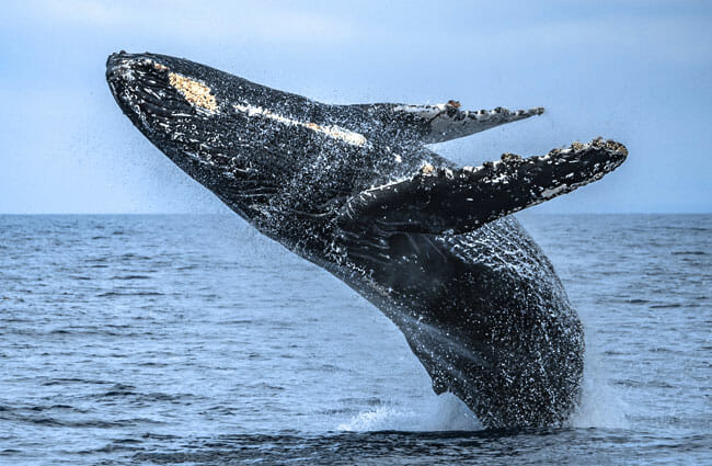 santa-barbara-humpback-whale-breaching