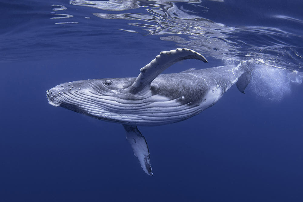 Underwater photo of a humpback whale near Santa Barbara