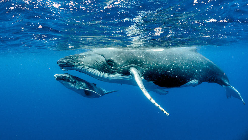 Underwater photo of a humpback whale and calf