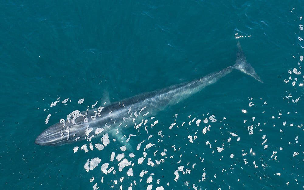 Aerial view of a blue whale near Santa Barbara
