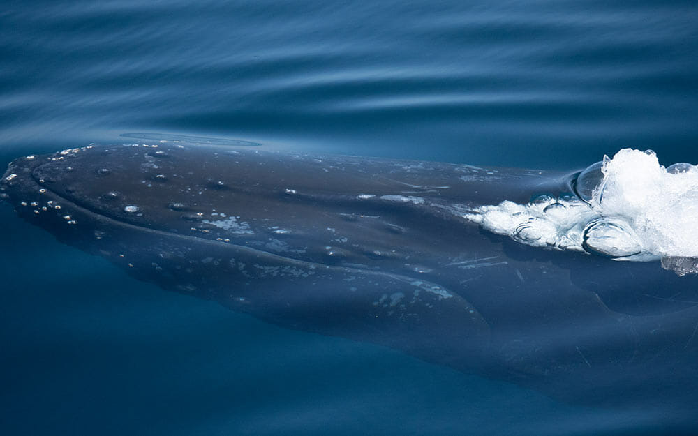 Santa Barbara gray whale blowing bubbles underwater