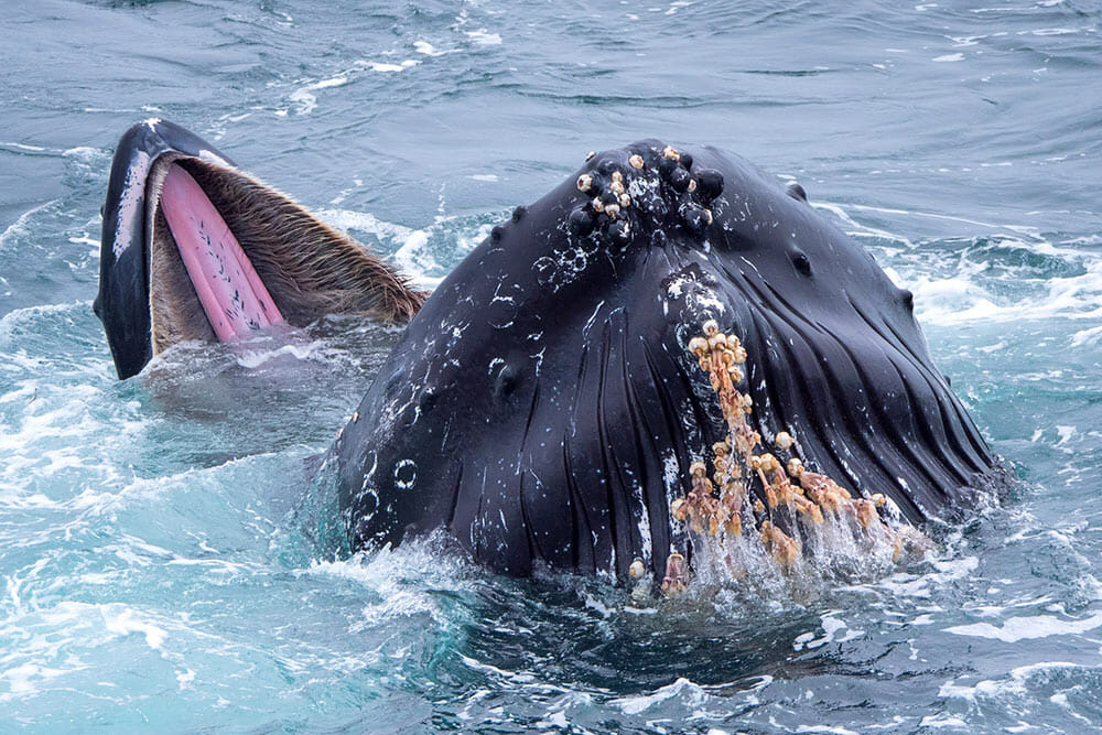 Gaping maw of a giant whale feeding on anchovies and krill