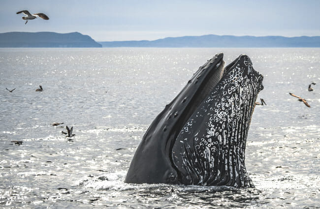 santa-barbara-whale-spyhopping