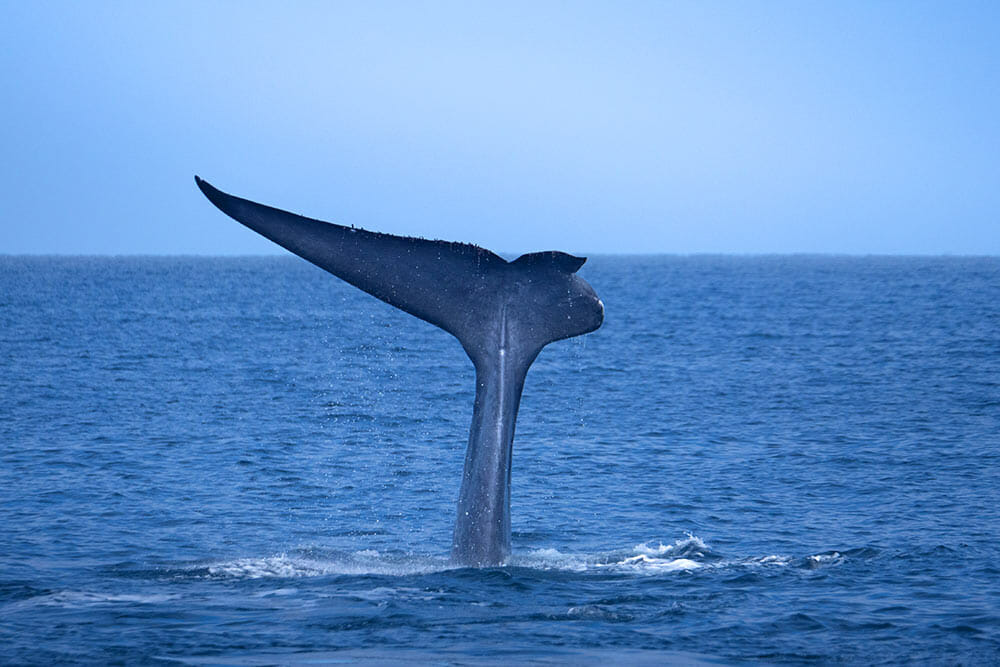 Damaged whale tail fluke off the coast of Santa Barbara