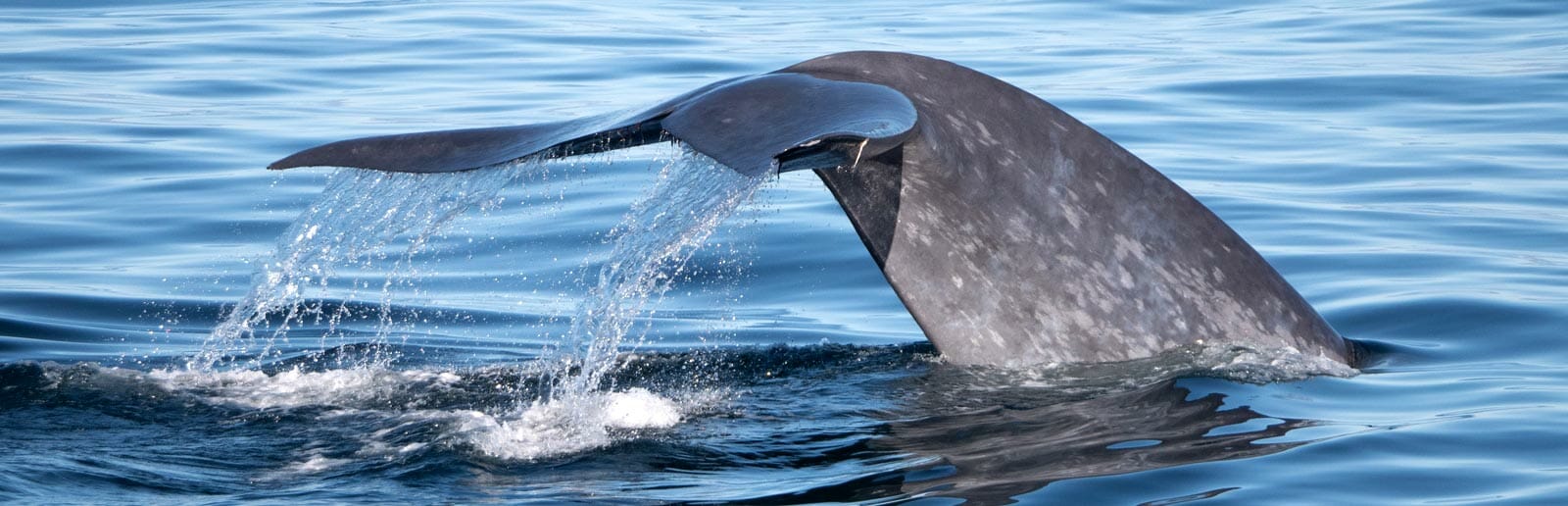 Santa Barbara Channel Whale Tail