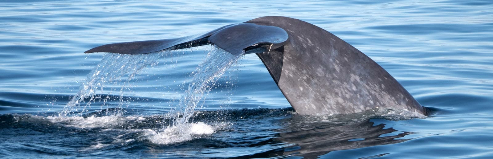 santa-barbara-whale-tail-header Santa Barbara Channel Whale Tail