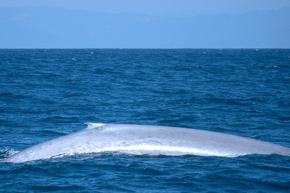 Blue whale surfacing off the coast of Santa Cruz Island