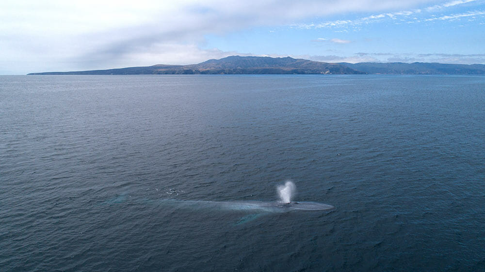 Aerial view of a humback whale spouting near Santa Cruz Island