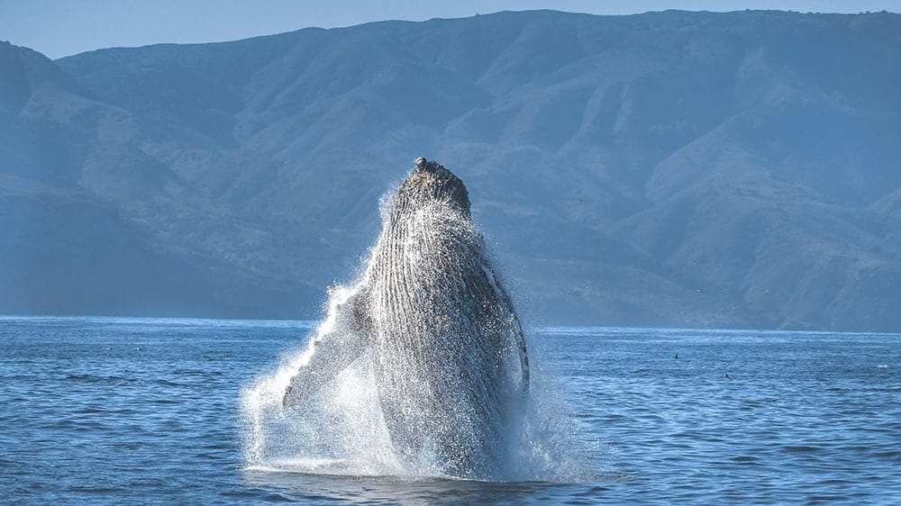 Humpback whale breaching off of Santa Cruz Island