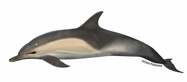 short-beaked-common-dolphin-illustration